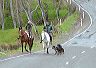 horses_dogs2