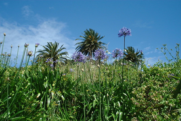 agapanthus