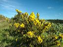 gorse